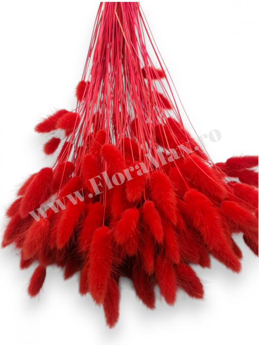 Lagurus uscat - Flori decorative naturale [3]