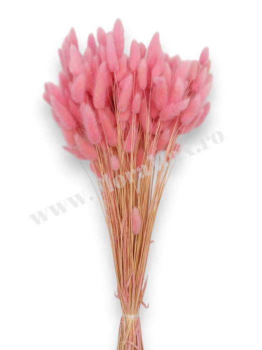 Lagurus uscat - Flori decorative naturale [2]