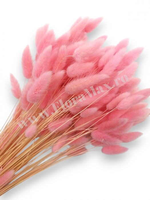 Lagurus uscat - Flori decorative naturale [1]
