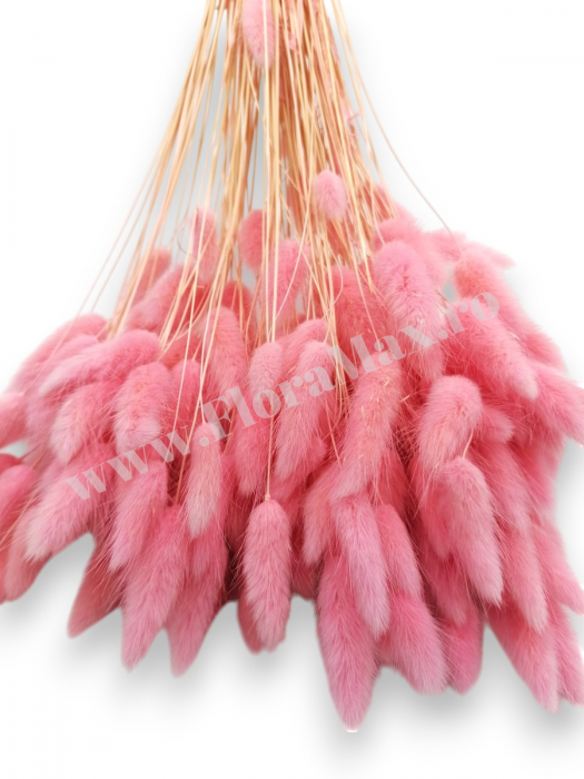 Lagurus uscat - Flori decorative naturale [3]