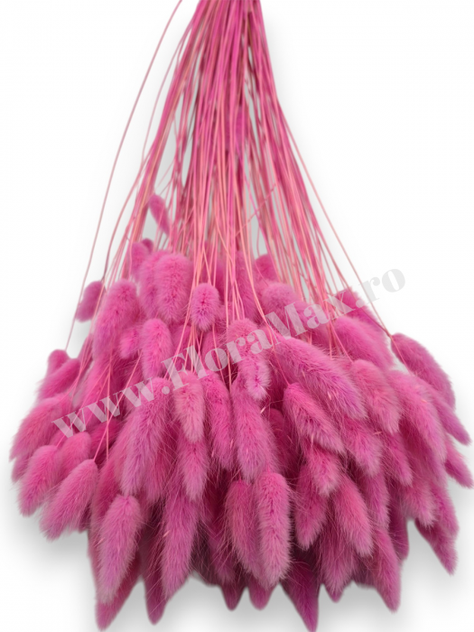 Lagurus uscat - Flori decorative naturale [3]