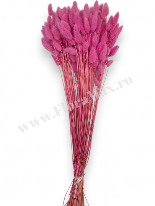 Lagurus uscat - Flori decorative naturale [2]