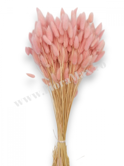 Lagurus uscat - Flori decorative naturale [2]