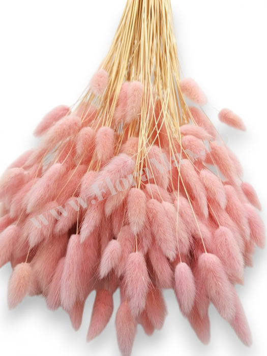 Lagurus uscat - Flori decorative naturale [3]