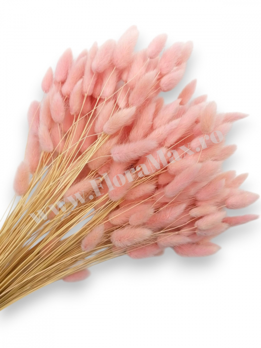Lagurus uscat - Flori decorative naturale [1]