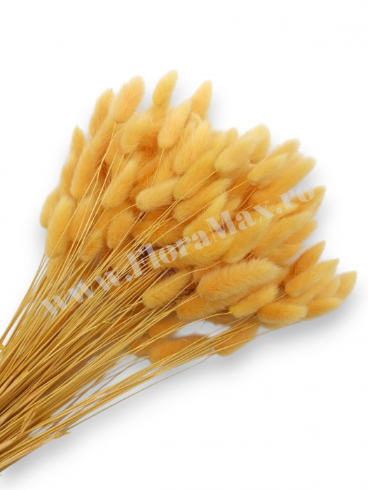 Lagurus uscat - Flori decorative naturale [1]