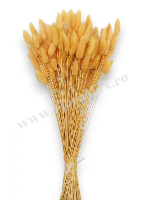 Lagurus uscat - Flori decorative naturale [2]