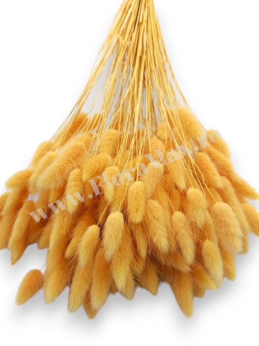 Lagurus uscat - Flori decorative naturale [3]