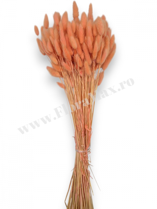 Lagurus uscat - Flori decorative naturale [2]