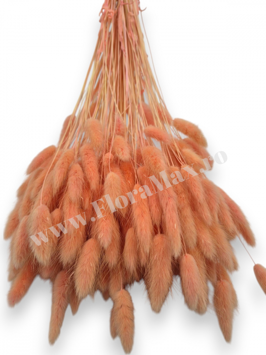 Lagurus uscat - Flori decorative naturale [3]