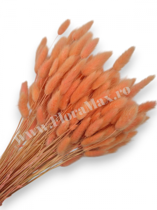 Lagurus uscat - Flori decorative naturale [1]