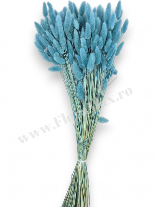 Lagurus uscat - Flori decorative naturale [2]