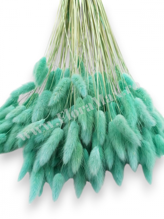 Lagurus uscat - Flori decorative naturale [3]