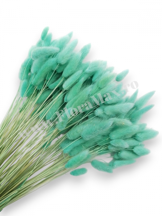 Lagurus uscat - Flori decorative naturale [1]