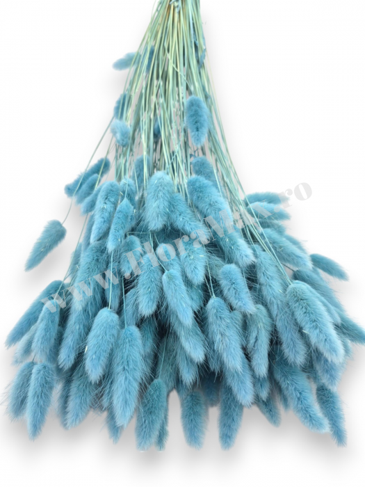 Lagurus uscat - Flori decorative naturale [3]
