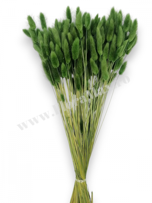 Lagurus uscat - Flori decorative naturale [2]