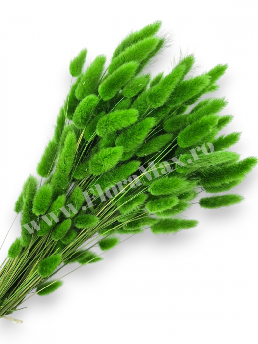 Lagurus uscat - Flori decorative naturale [1]