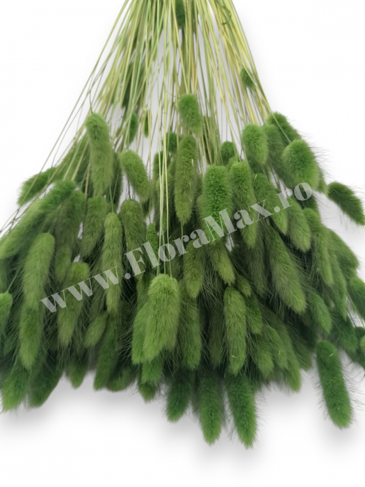 Lagurus uscat - Flori decorative naturale [3]