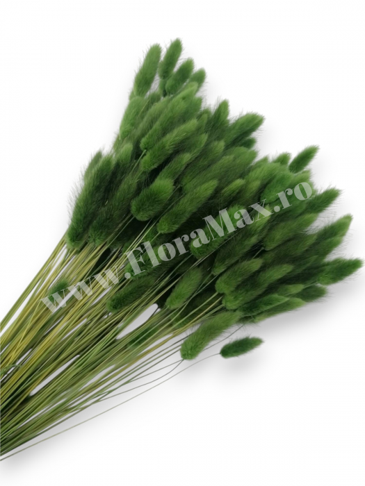 Lagurus uscat - Flori decorative naturale [1]