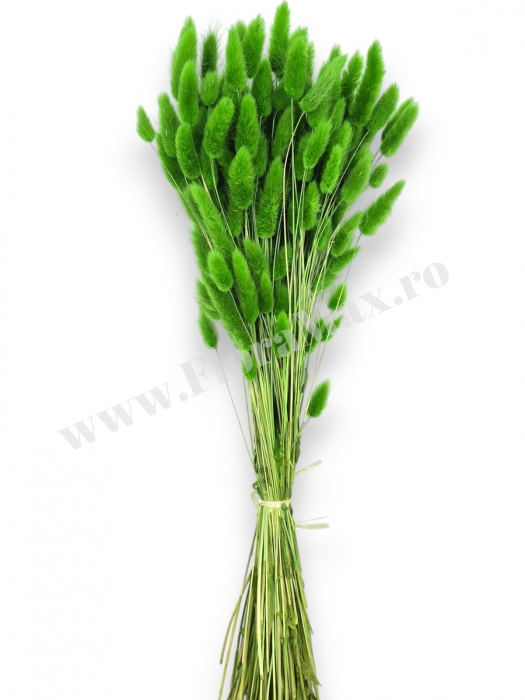 Lagurus uscat - Flori decorative naturale [2]