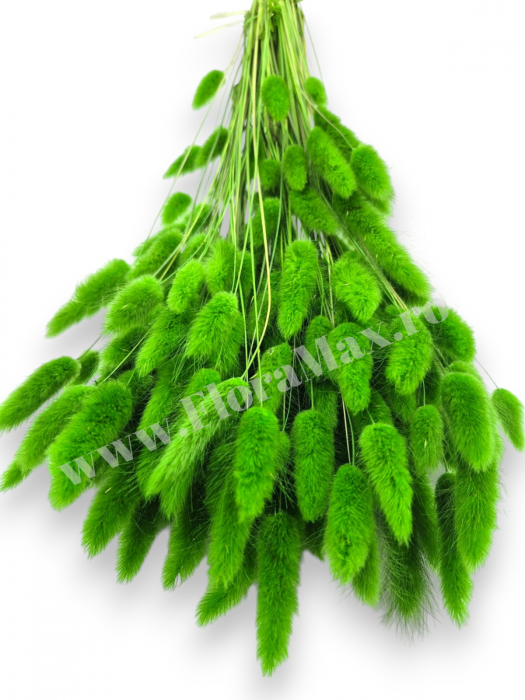 Lagurus uscat - Flori decorative naturale [3]