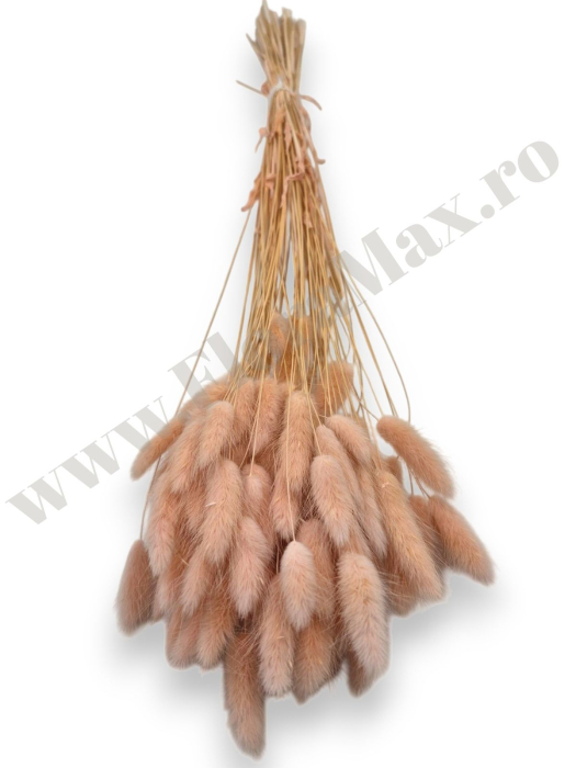 lagurus-50-grame-calitate-premium-buchete-mireasa-flori-uscate-criogenate [2]