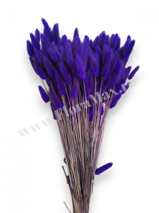 Lagurus uscat - Flori decorative naturale [2]
