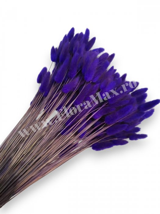 Lagurus uscat - Flori decorative naturale [1]