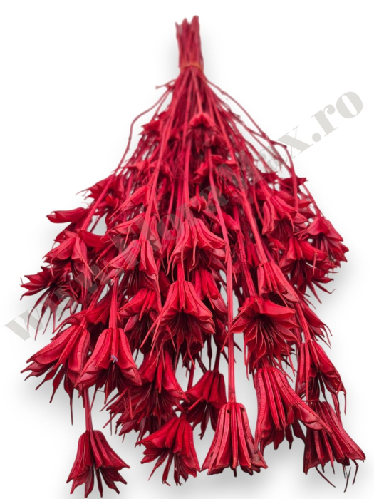 Nigella Orientalis ROSU 100 grame [3]