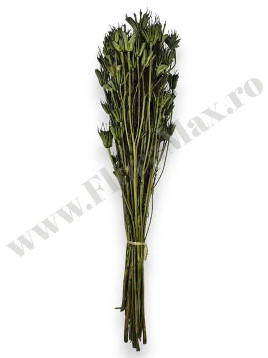 Nigella Orientalis VERDE 100 grame [2]