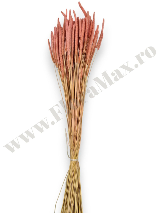 phleum-100g-calitate-premium-flori-uscate-ieftine.jpg [3]