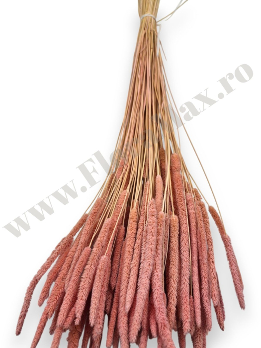 phleum-100g-calitate-premium-flori-uscate-ieftine.jpg [2]