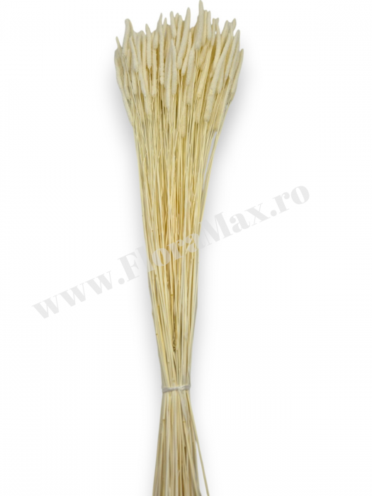 Phleum flori uscate naturale – buchet pufos pentru decor rustic si aranjamente florale [3]