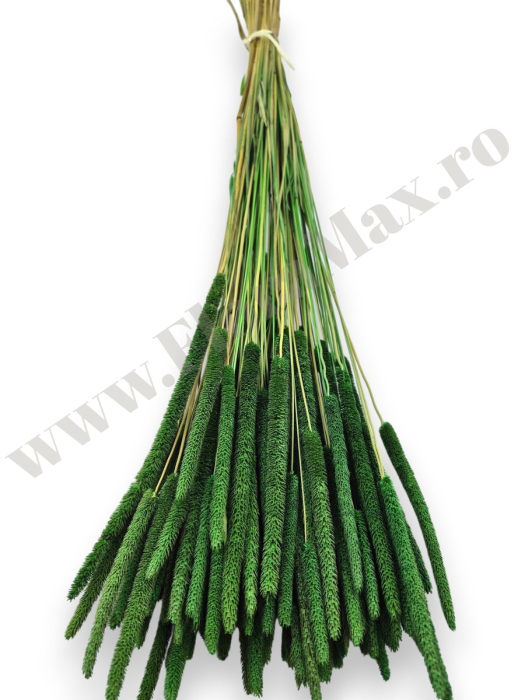 phleum-100g-calitate-premium-flori-uscate-ieftine.jpg [2]