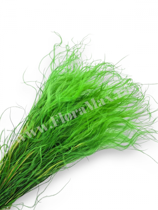 Stipa Flori Uscate Naturale [1]