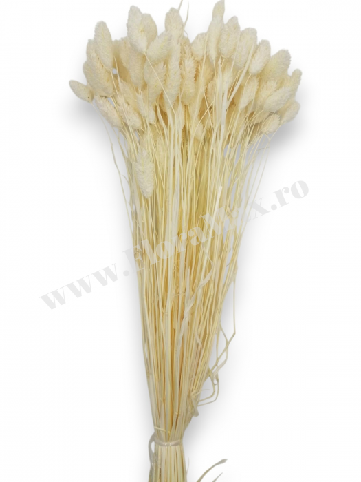 Talaris Uscat – Flori Decorative pentru Aranjamente Florale, Nunti si Botezuri [2]