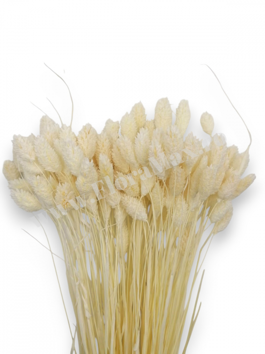 Talaris Uscat – Flori Decorative pentru Aranjamente Florale, Nunti si Botezuri [3]