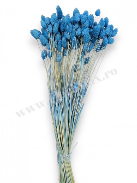 Talaris Uscat – Flori Decorative pentru Aranjamente Florale, Nunti si Botezuri [3]