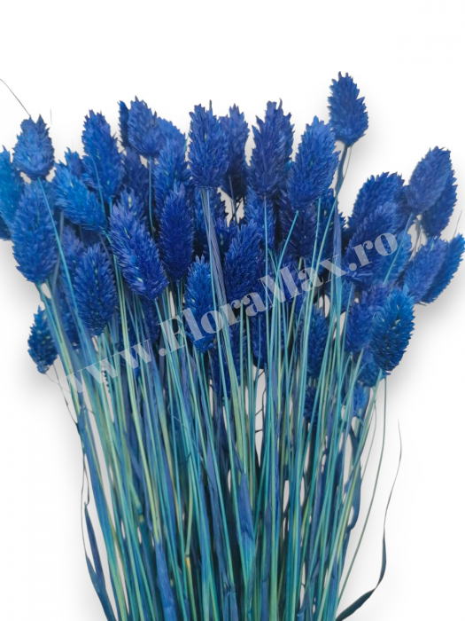 Talaris Uscat – Flori Decorative pentru Aranjamente Florale, Nunti si Botezuri [2]
