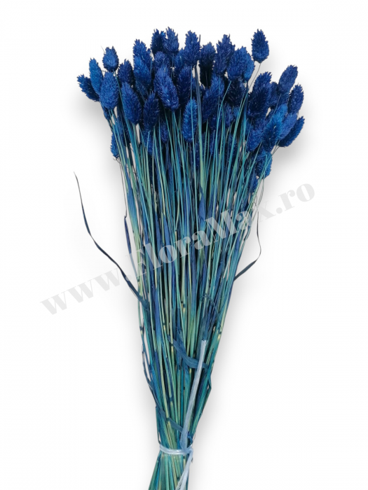Talaris Uscat – Flori Decorative pentru Aranjamente Florale, Nunti si Botezuri [3]