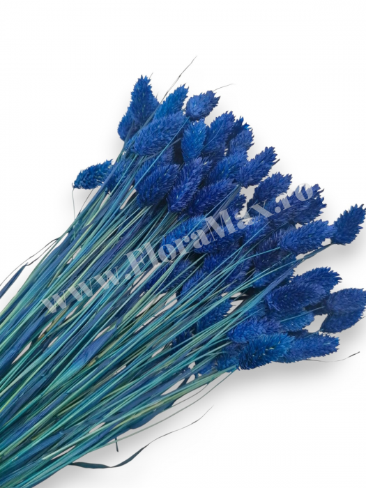 Talaris Uscat – Flori Decorative pentru Aranjamente Florale, Nunti si Botezuri [1]