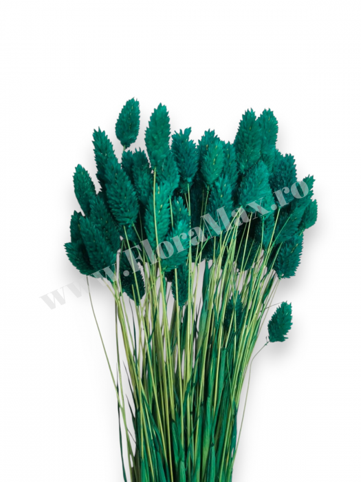 Talaris Uscat – Flori Decorative pentru Aranjamente Florale, Nunti si Botezuri [2]