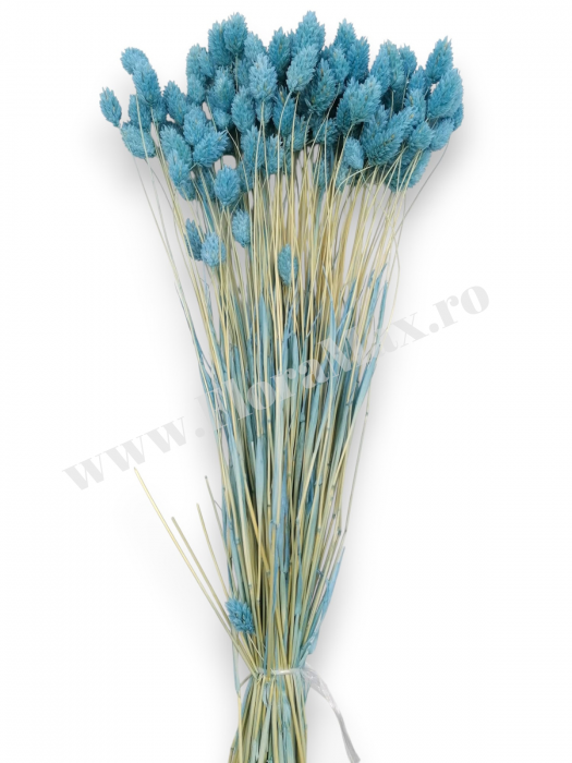 Talaris Uscat – Flori Decorative pentru Aranjamente Florale, Nunti si Botezuri [3]