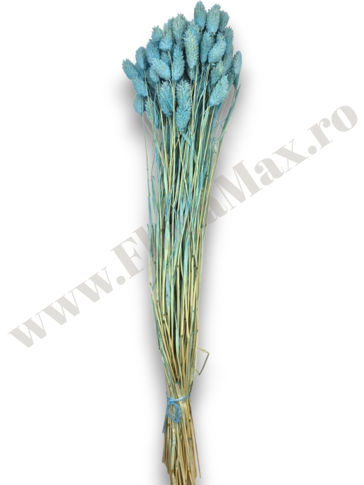 Talaris Uscat – Flori Decorative pentru Aranjamente Florale, Nunti si Botezuri [3]