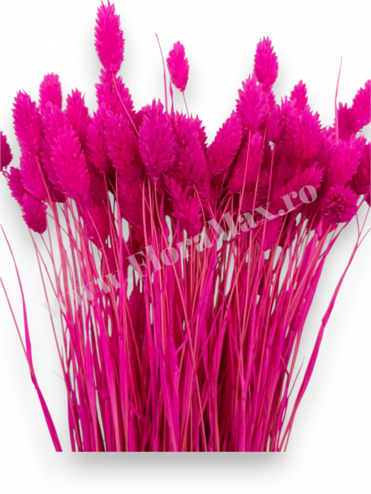 Talaris Uscat – Flori Decorative pentru Aranjamente Florale, Nunti si Botezuri [2]