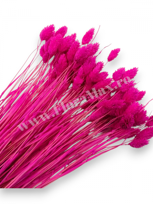 Talaris Uscat – Flori Decorative pentru Aranjamente Florale, Nunti si Botezuri [1]