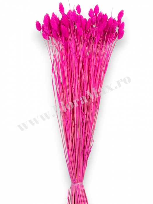 Talaris Uscat – Flori Decorative pentru Aranjamente Florale, Nunti si Botezuri [3]
