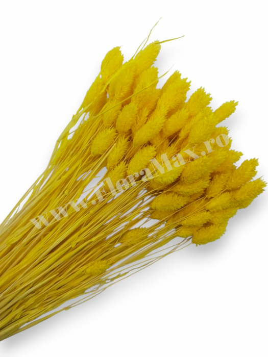 Talaris Uscat – Flori Decorative pentru Aranjamente Florale, Nunti si Botezuri [1]