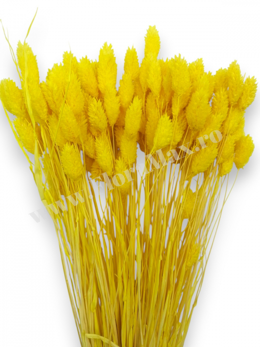 Talaris Uscat – Flori Decorative pentru Aranjamente Florale, Nunti si Botezuri [2]