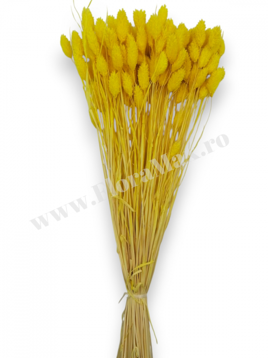 Talaris Uscat – Flori Decorative pentru Aranjamente Florale, Nunti si Botezuri [3]